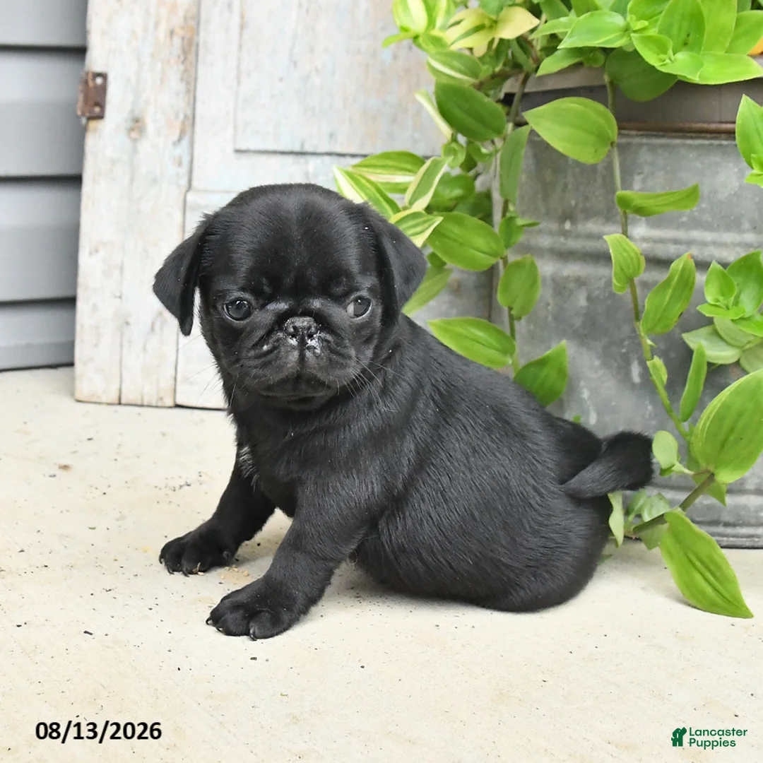 Pug dogs for sale: Rowdy - Ad 3