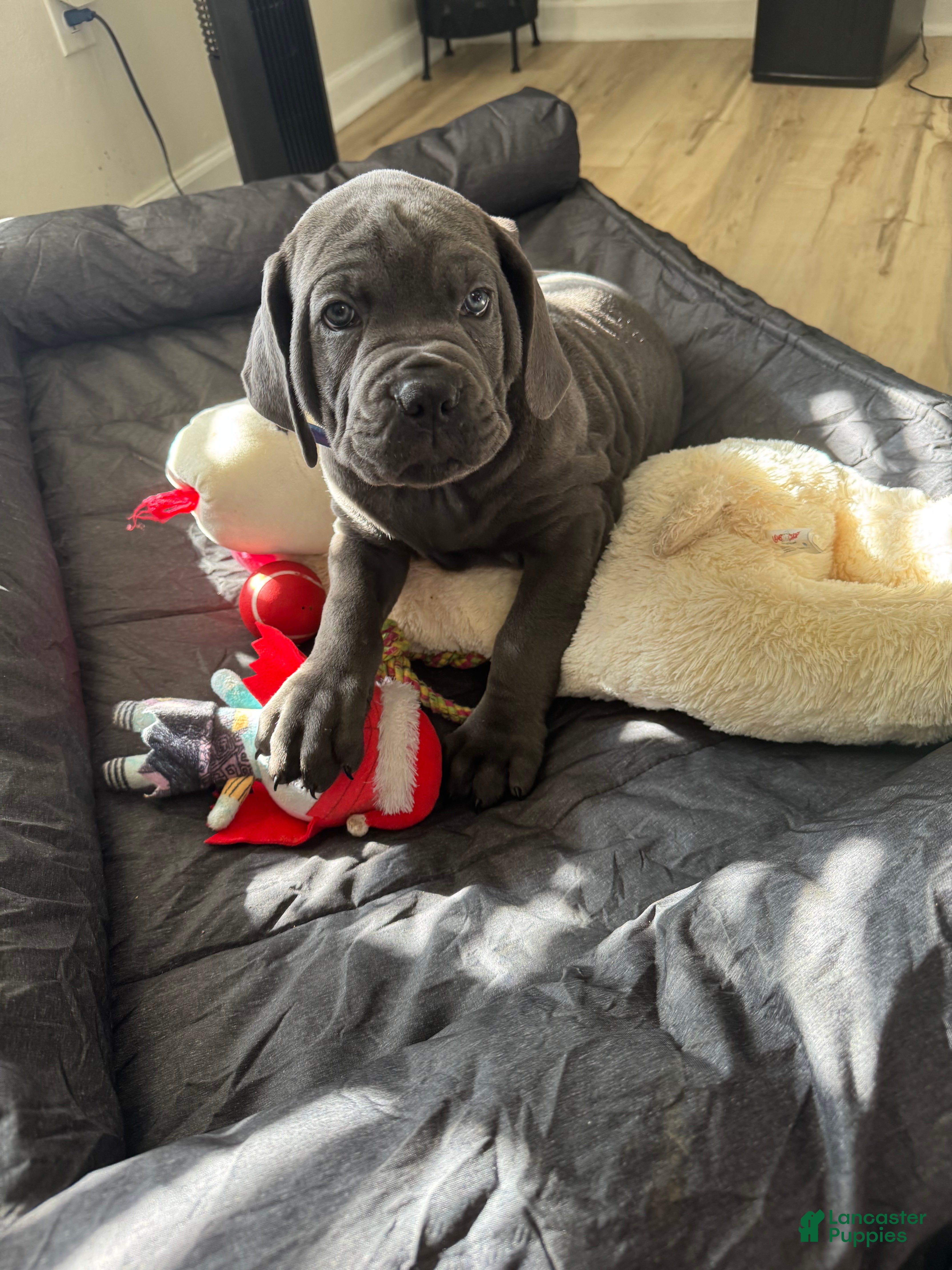Cane Corso dogs Draco - Ad 3