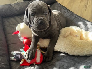 Cane Corso dogs Draco - Ad 7