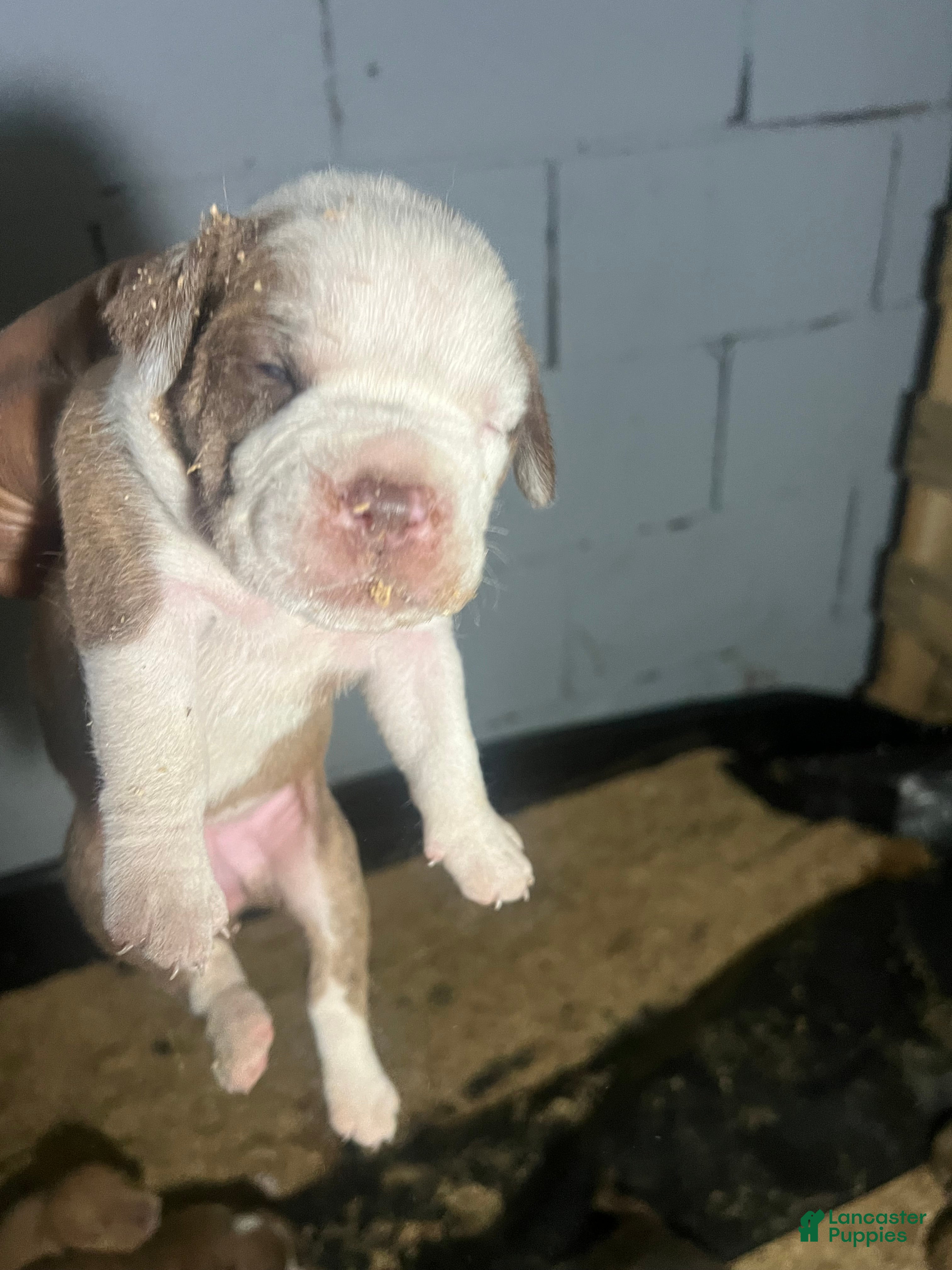Olde English Bulldogge dogs White and fawn brindle female  - Ad 30