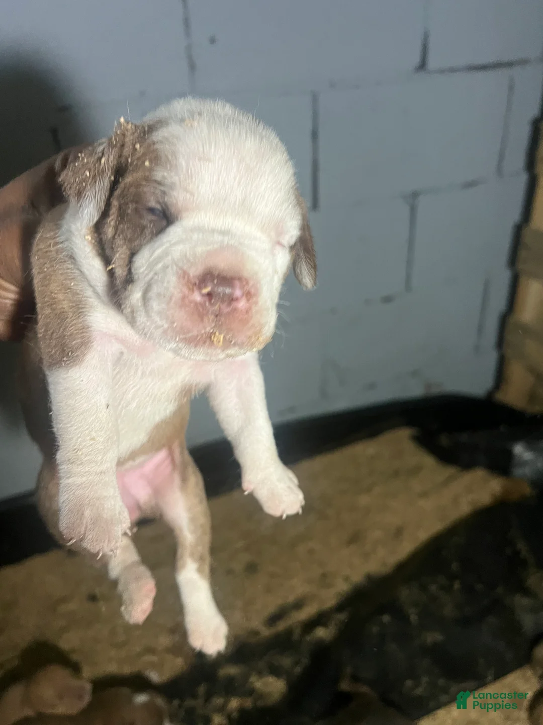 Olde English Bulldogge dogs for sale: White and fawn brindle female  - Ad 1
