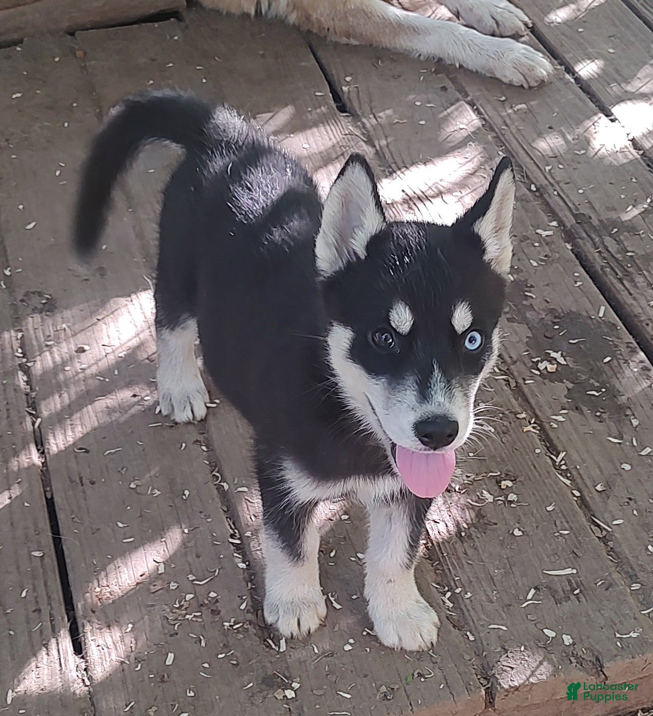 Siberian Husky dogs Sonya's female 1 - Ad 15