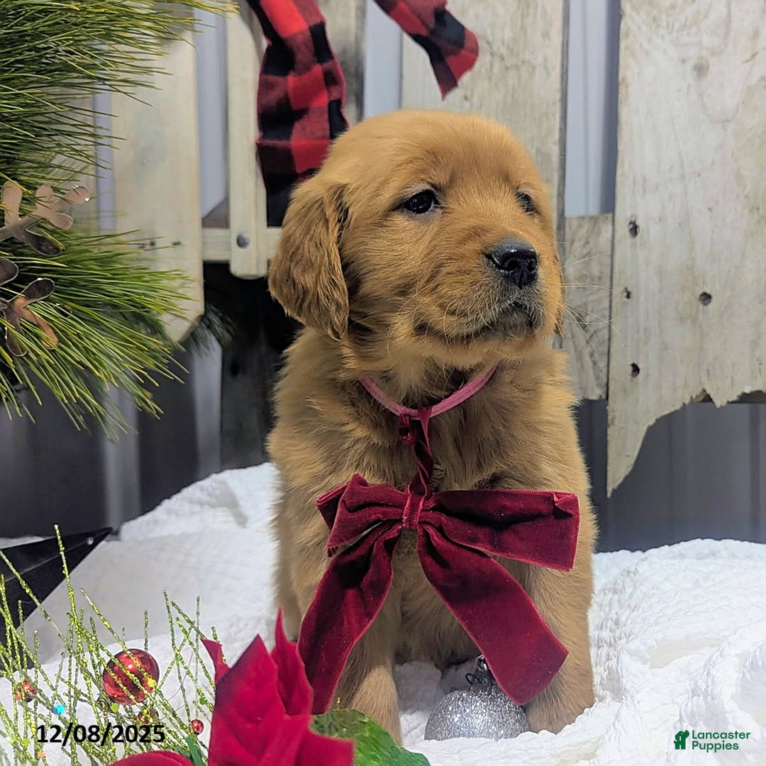 Golden Retriever dogs for sale: Twinkle - Ad 1