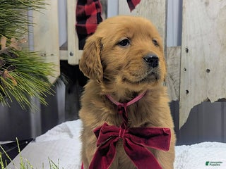 Golden Retriever dogs Twinkle - Ad 8
