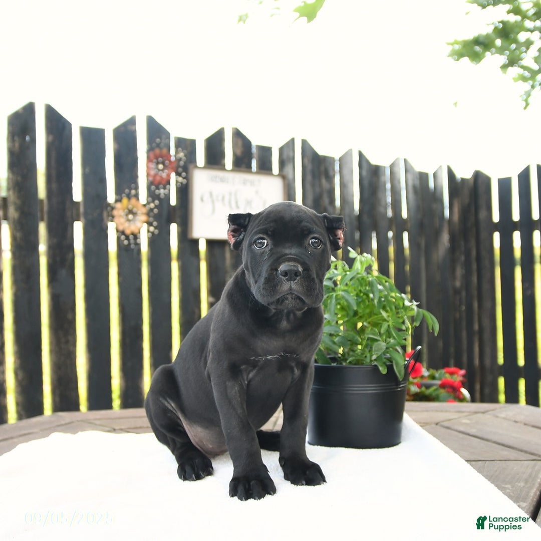 Cane Corso dogs for sale: Molly - Ad 9