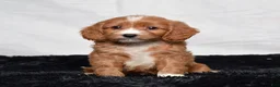 Cavapoo dogs for sale: Warrior - Ad 5