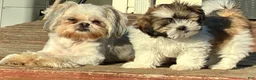 Shih Tzu dogs for sale: Shih Tzu 1 - Ad 2