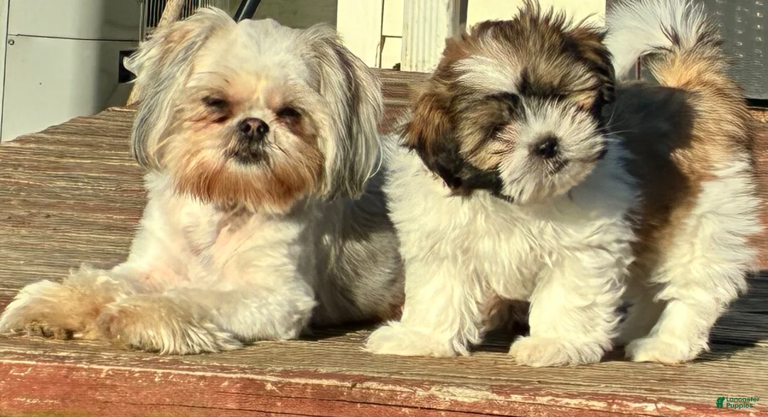 Shih Tzu dogs for sale: Shih Tzu 1 - Ad 2