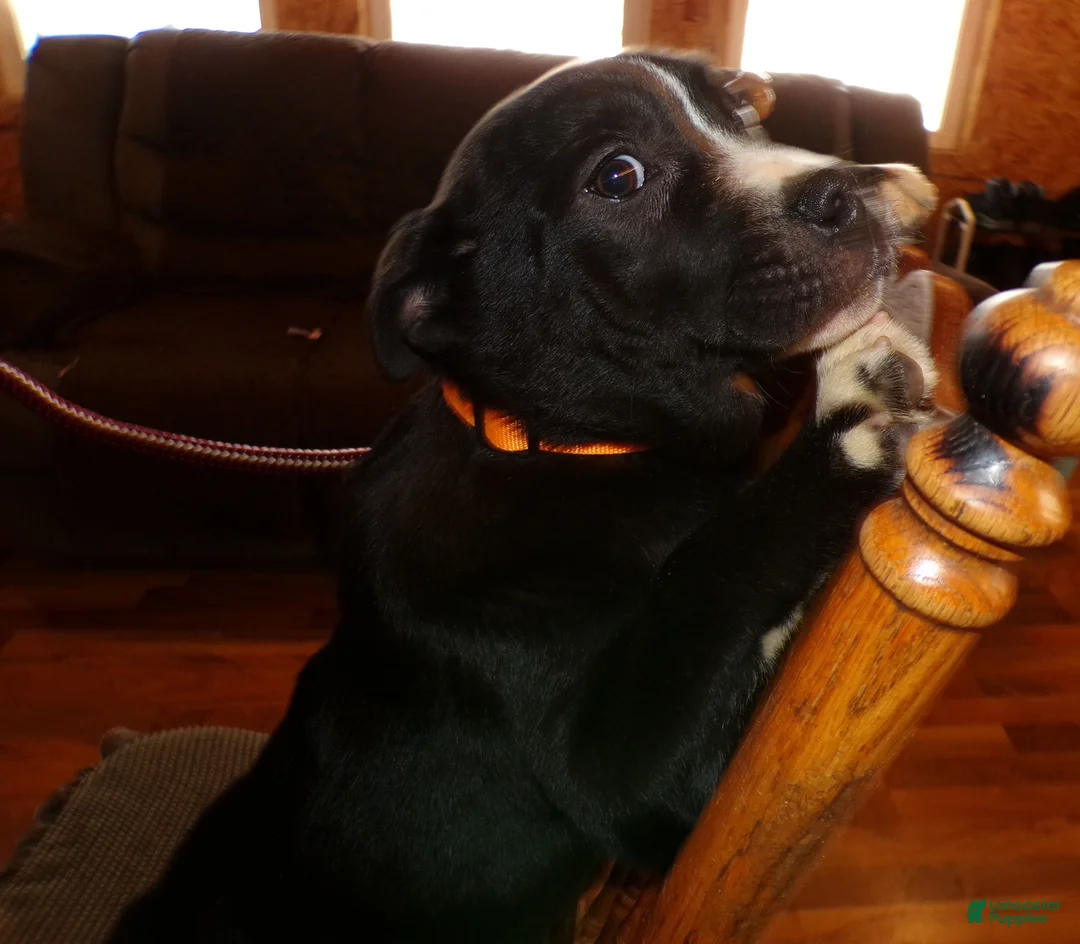 American Pit Bull Terrier dogs for sale: American Pit Bull Terrier Puppy 3 Booker - Ad 2