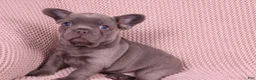 French Bulldog dogs for sale: Jimmy - Ad 3