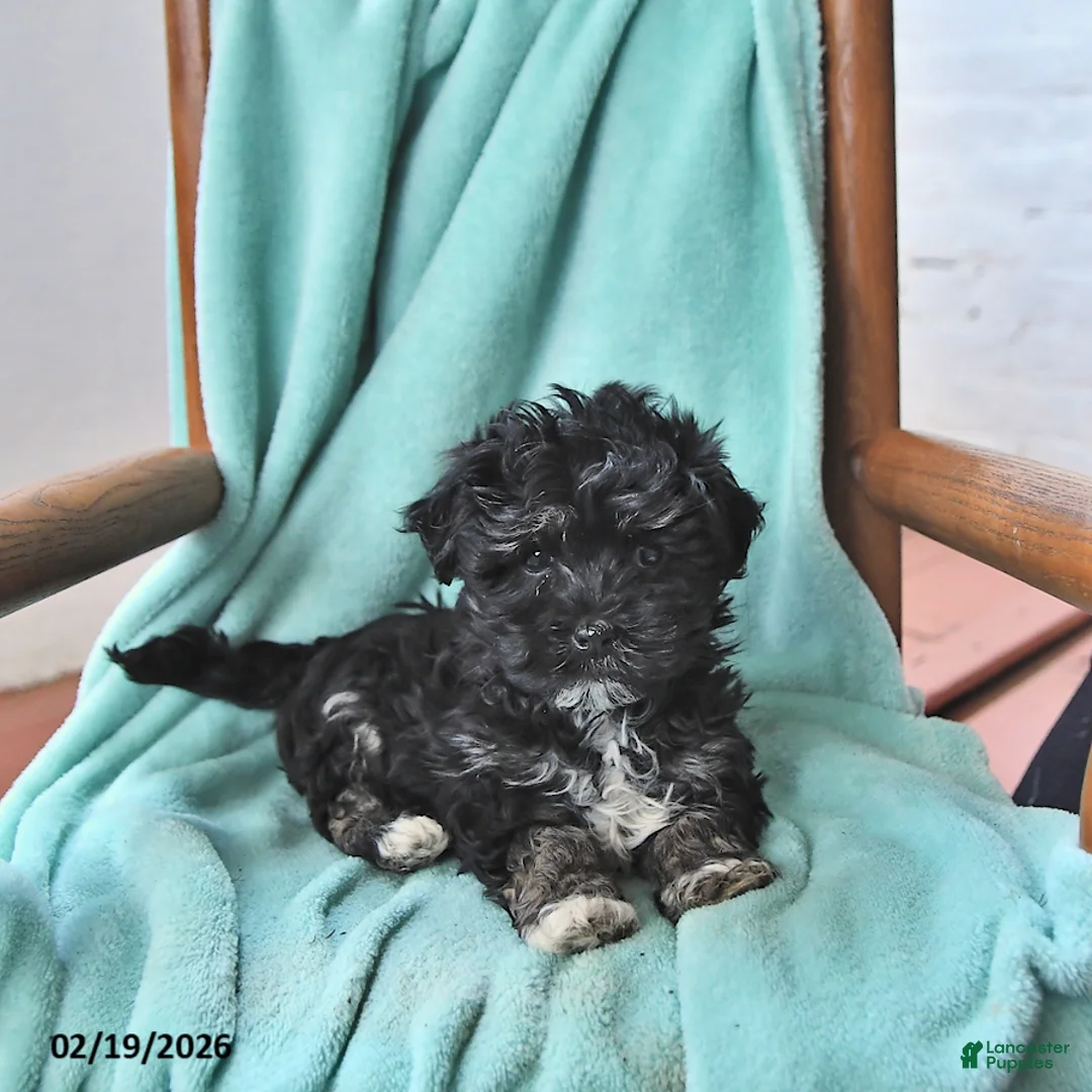 Havanese dogs for sale: Karlos - Ad 4