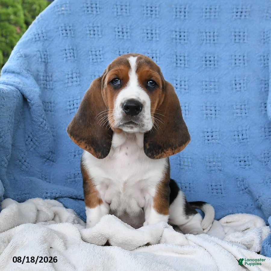 Basset Hound dogs Casey - Ad 1