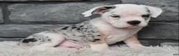 Beabull dogs for sale: Toby - Ad 3
