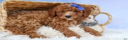 Cavapoo dogs for sale: TOBY - Ad 13