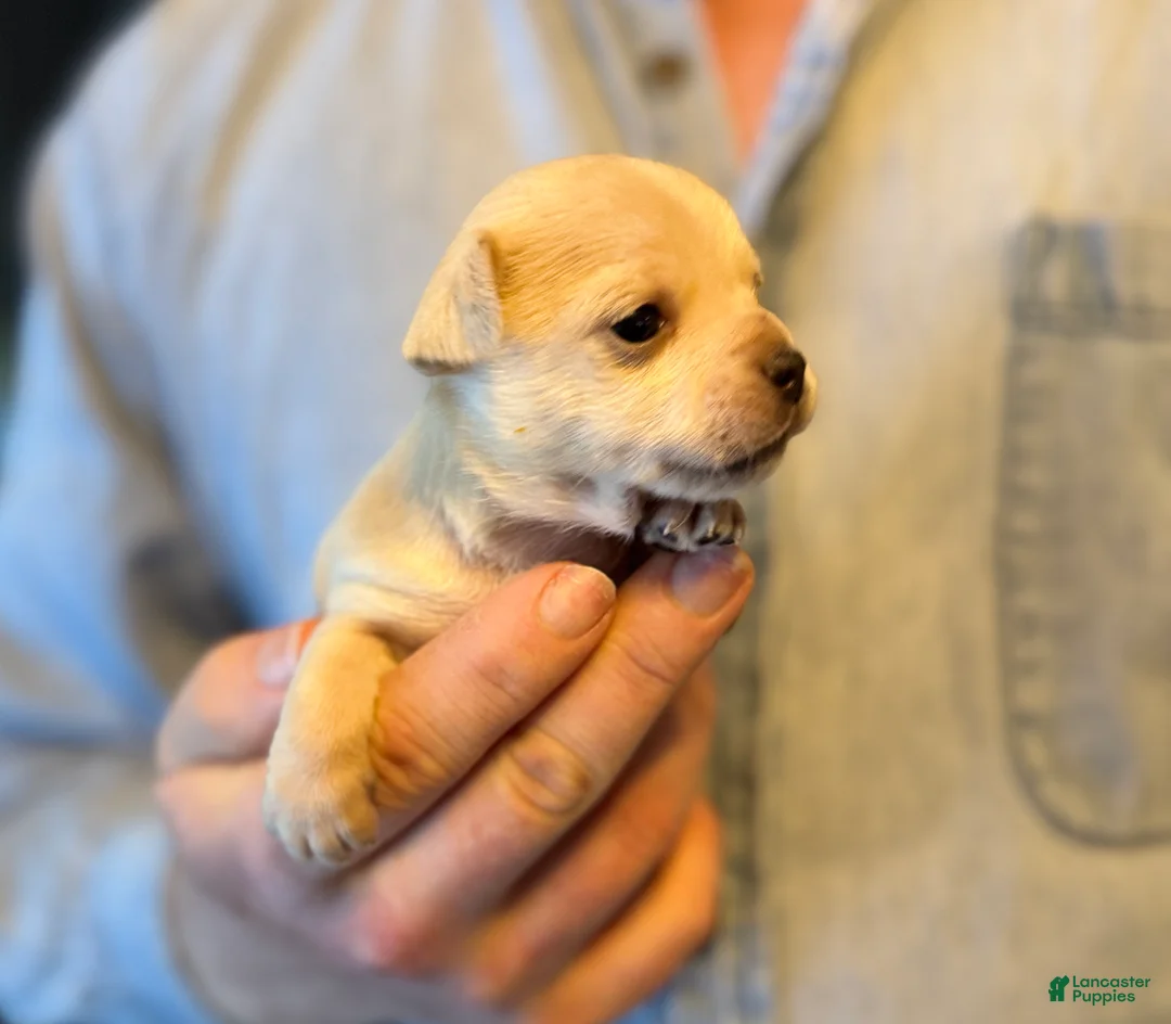 Chihuahua dogs for sale: Brandy  - Ad 20