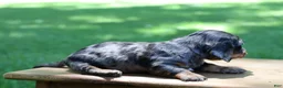 Miniature Dachshund dogs for sale: Mini Dachshund: Max - Ad 3