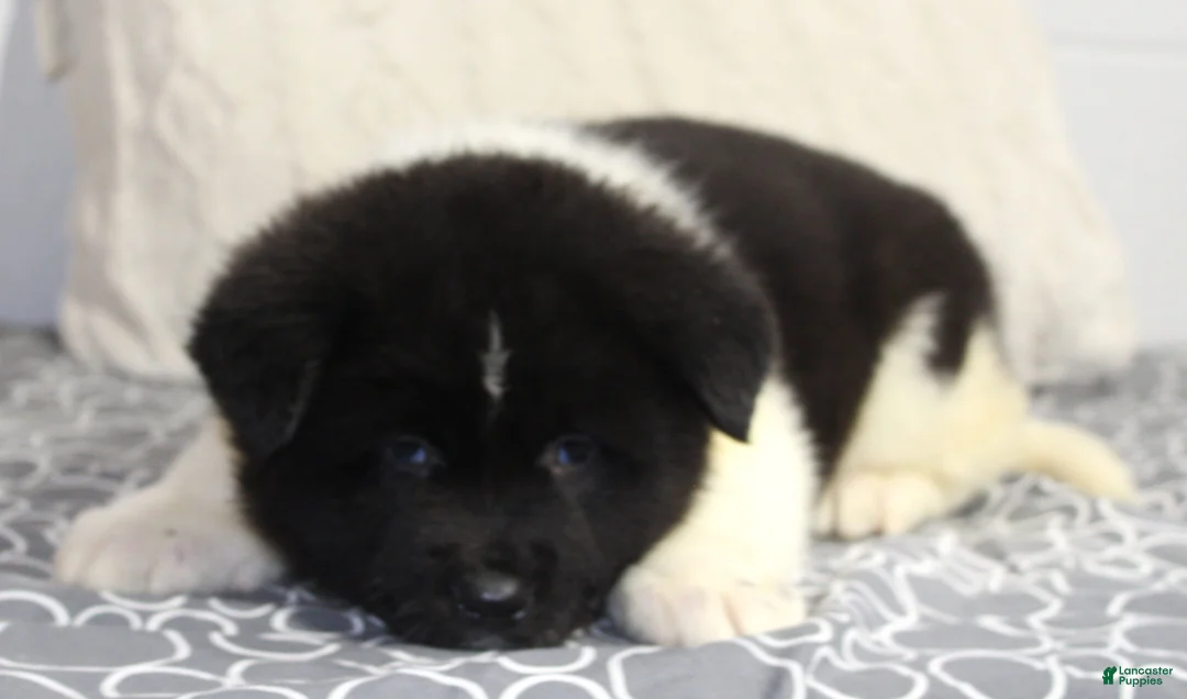 Akita dogs for sale: Ranger - Ad 12