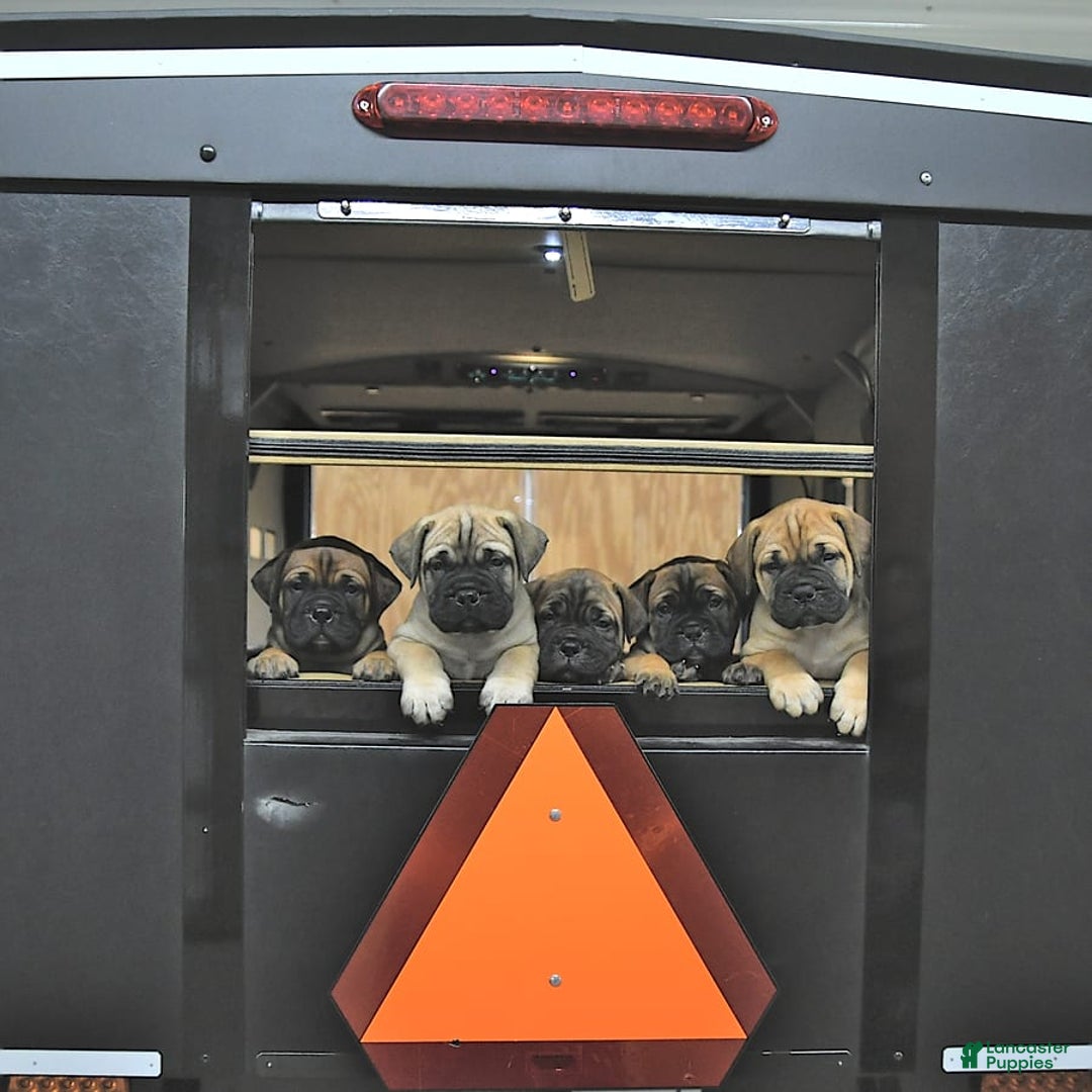 Gallery Image {{count}}