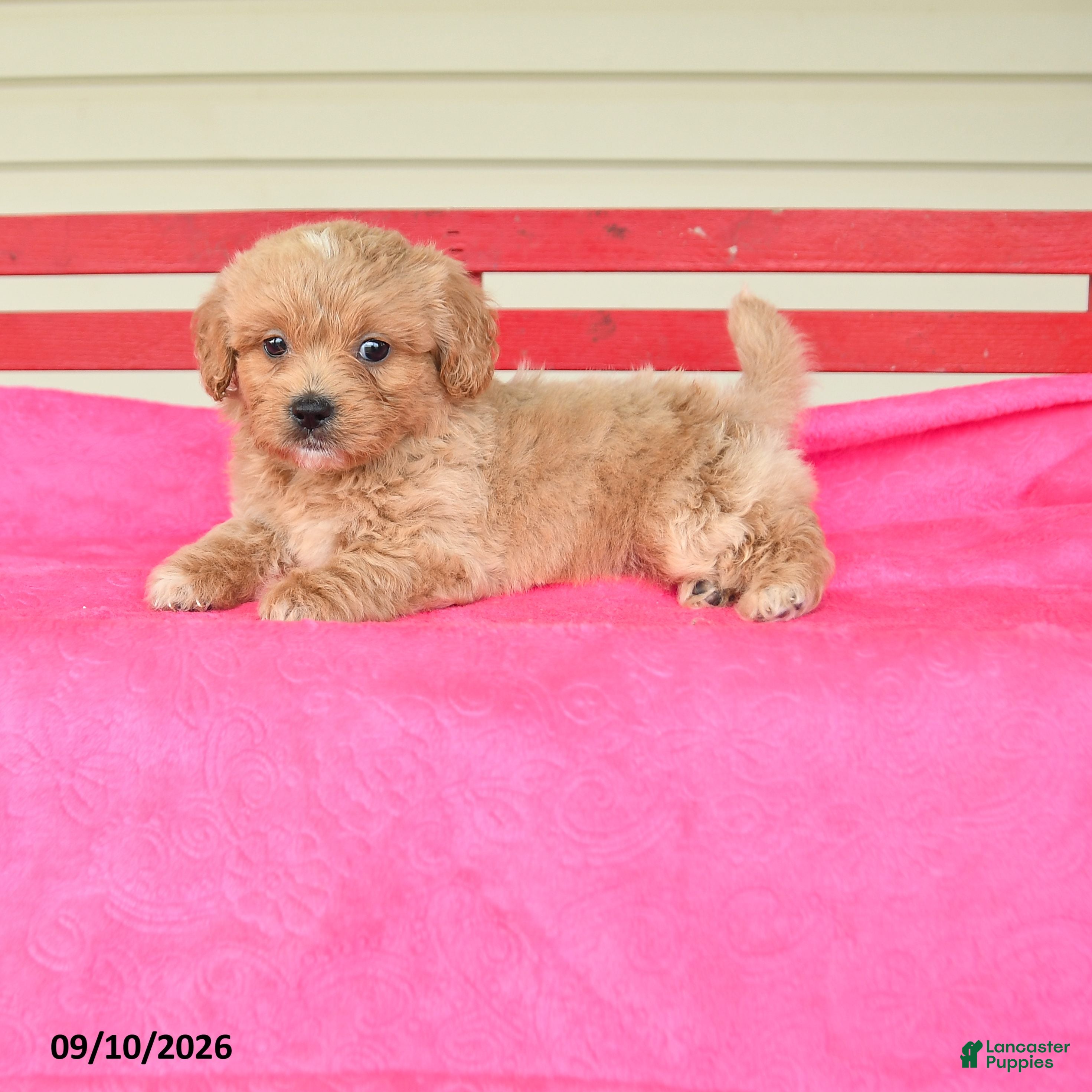 Shihpoo dogs for sale: Remmy - Ad 4