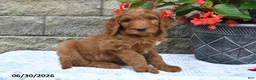 Goldendoodle dogs for sale: Indie - Ad 3