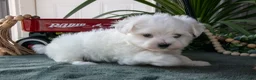 Maltese dogs for sale: Snowball - Ad 2