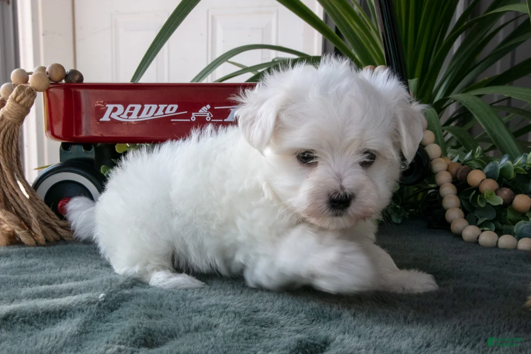 Maltese dogs for sale: Snowball - Ad 2