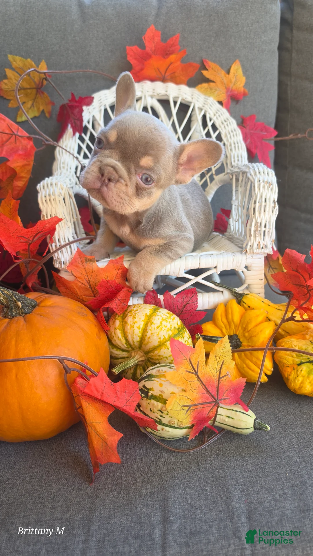 French Bulldog dogs for sale: French Bulldog 1 - Ad 1