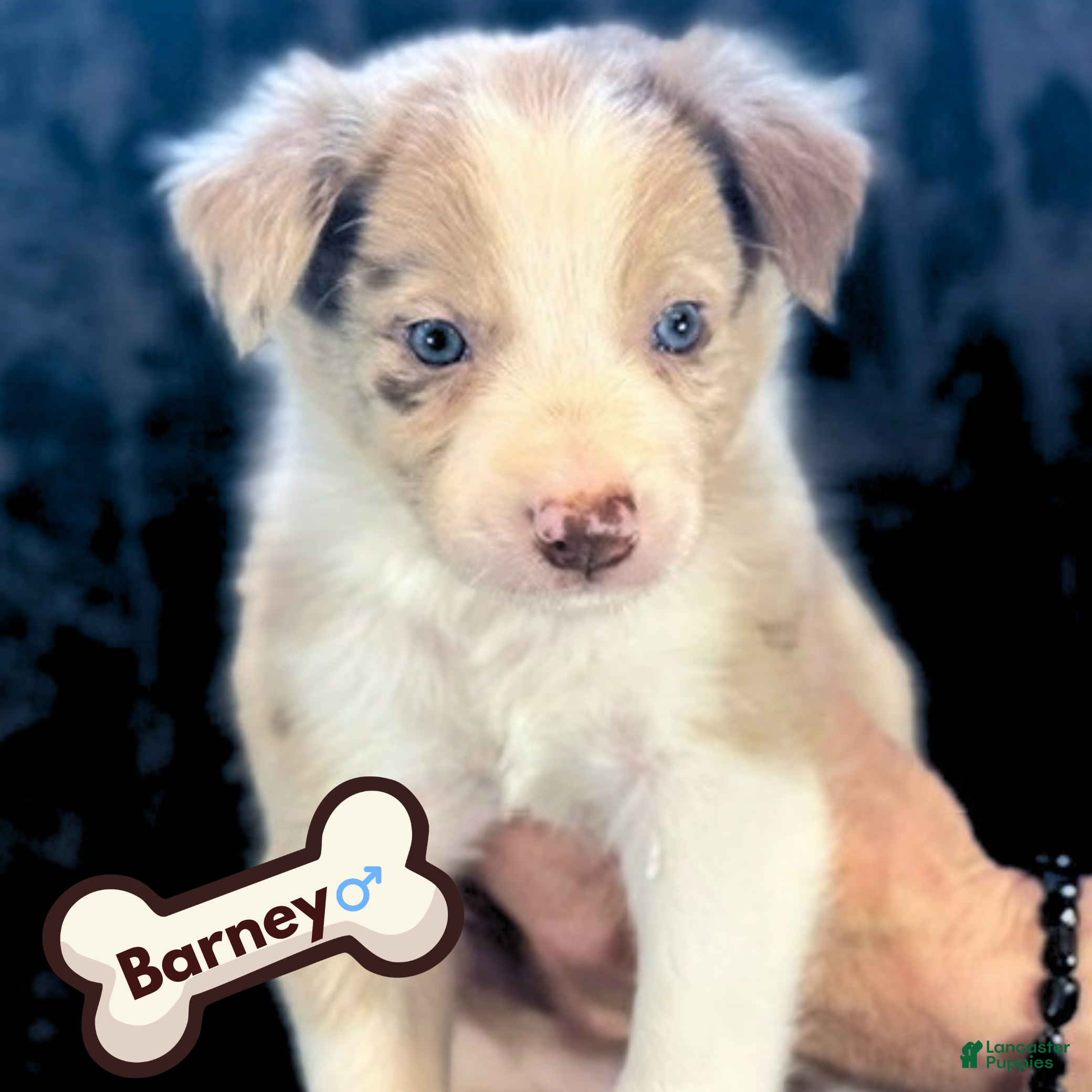 Barney
