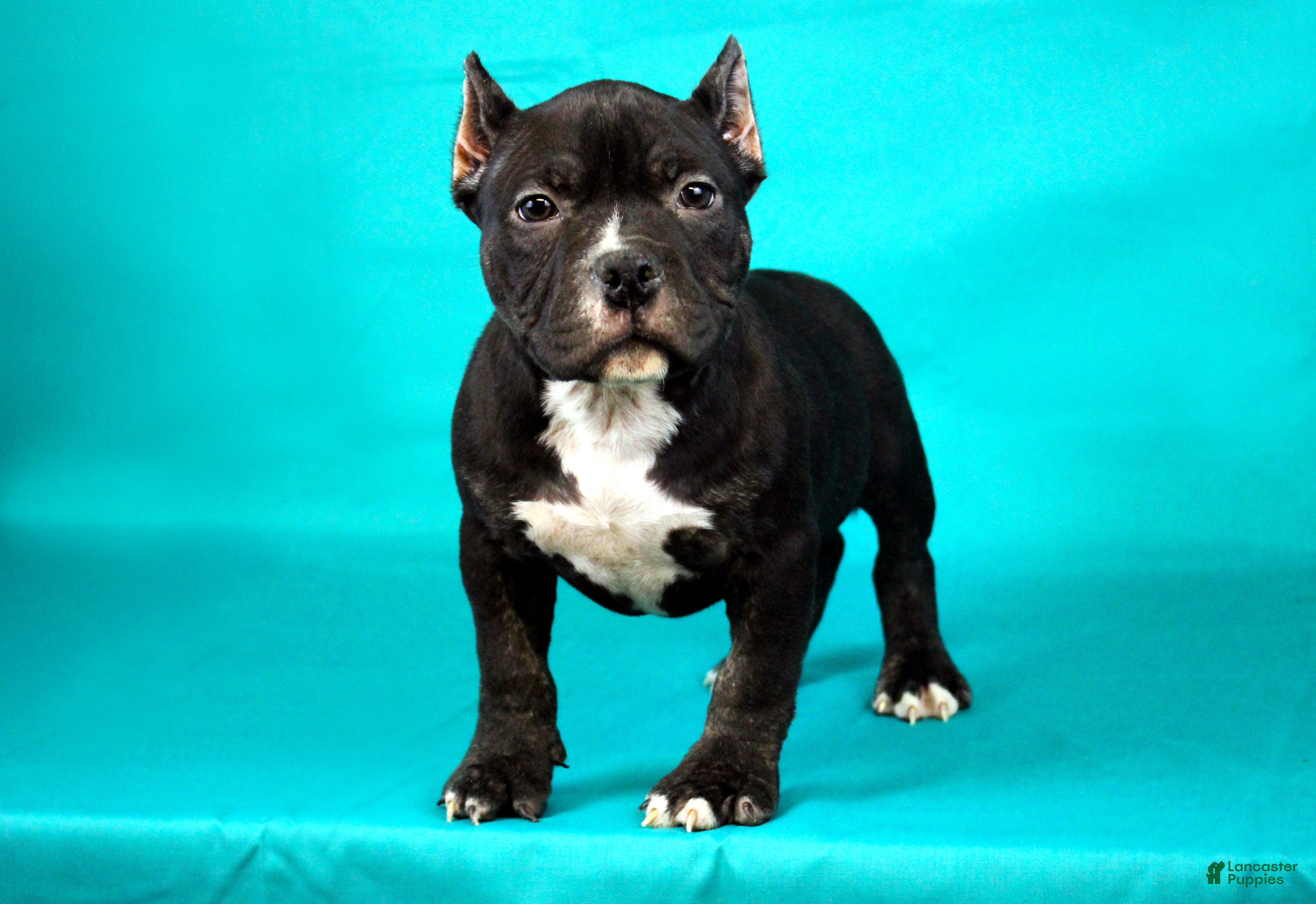 American Bully dogs Black Trindle Male - Ad 13