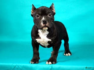American Bully dogs Black Trindle Male - Ad 29