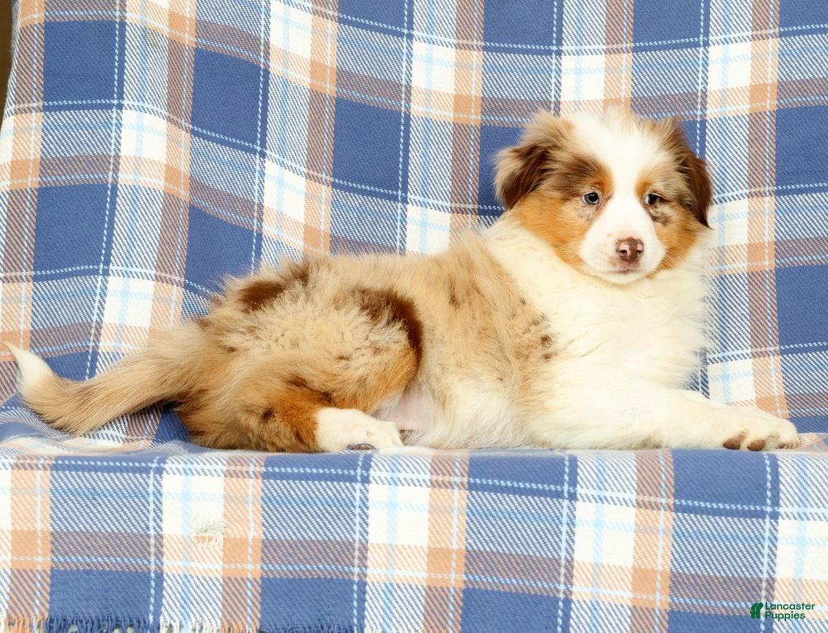 Australian Shepherd dogs Missy - Ad 2