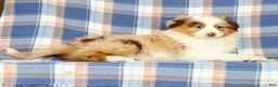 Australian Shepherd dogs for sale: Missy - Ad 2