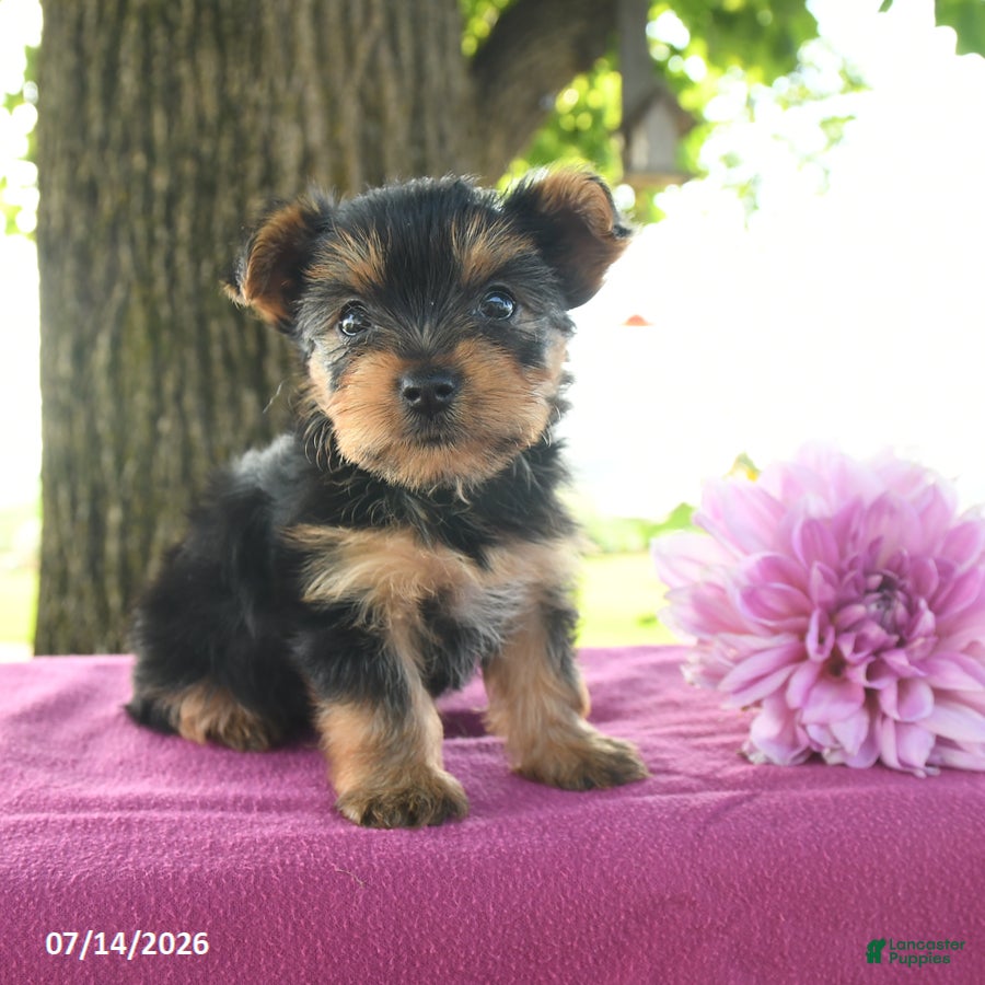 Yorkshire Terrier dogs Tanjo - Ad 1