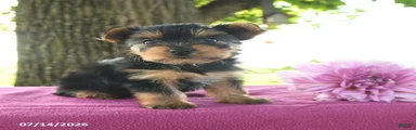 Tanjo