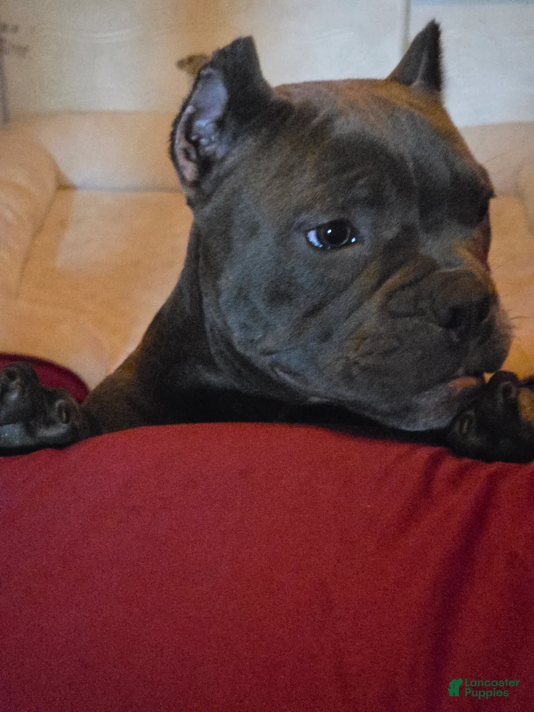 American Bully dogs for sale: American Bully 1 - Ad 2