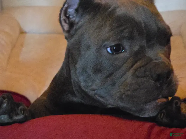American Bully dogs for sale: American Bully 1 - Ad 2