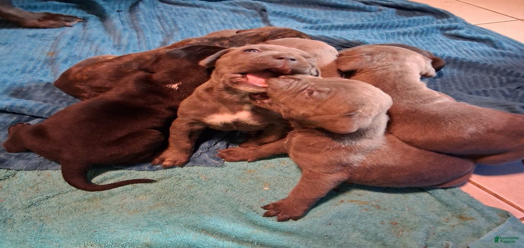 Gallery Image {{count}}