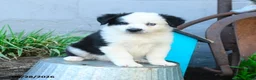 Miniature Australian Shepherd dogs for sale: Cptn Hook - Ad 2