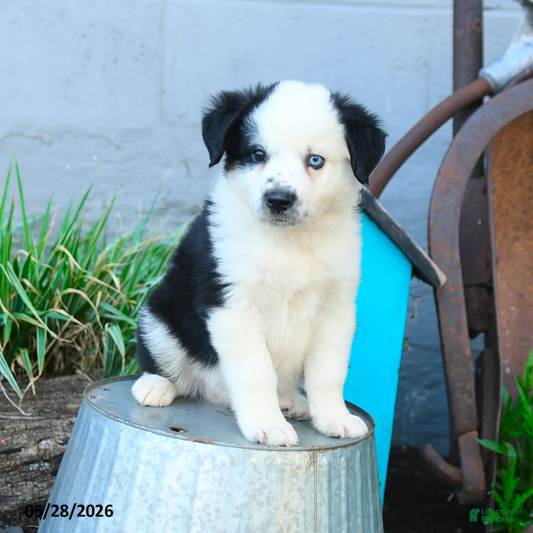 Miniature Australian Shepherd dogs for sale: Cptn Hook - Ad 2