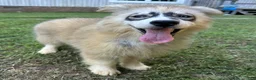 Siberian Husky dogs for sale: REYNA - Ad 16