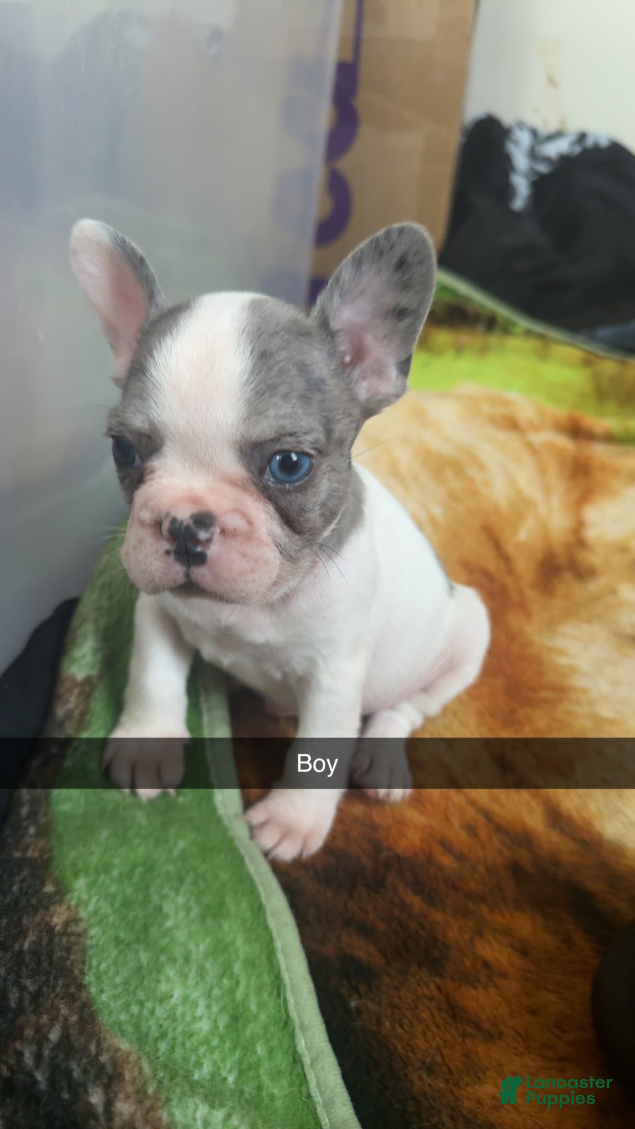 French Bulldog dogs French Bulldog 2 - Ad 34