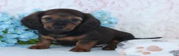 Miniature Dachshund dogs for sale: Harper - Ad 3