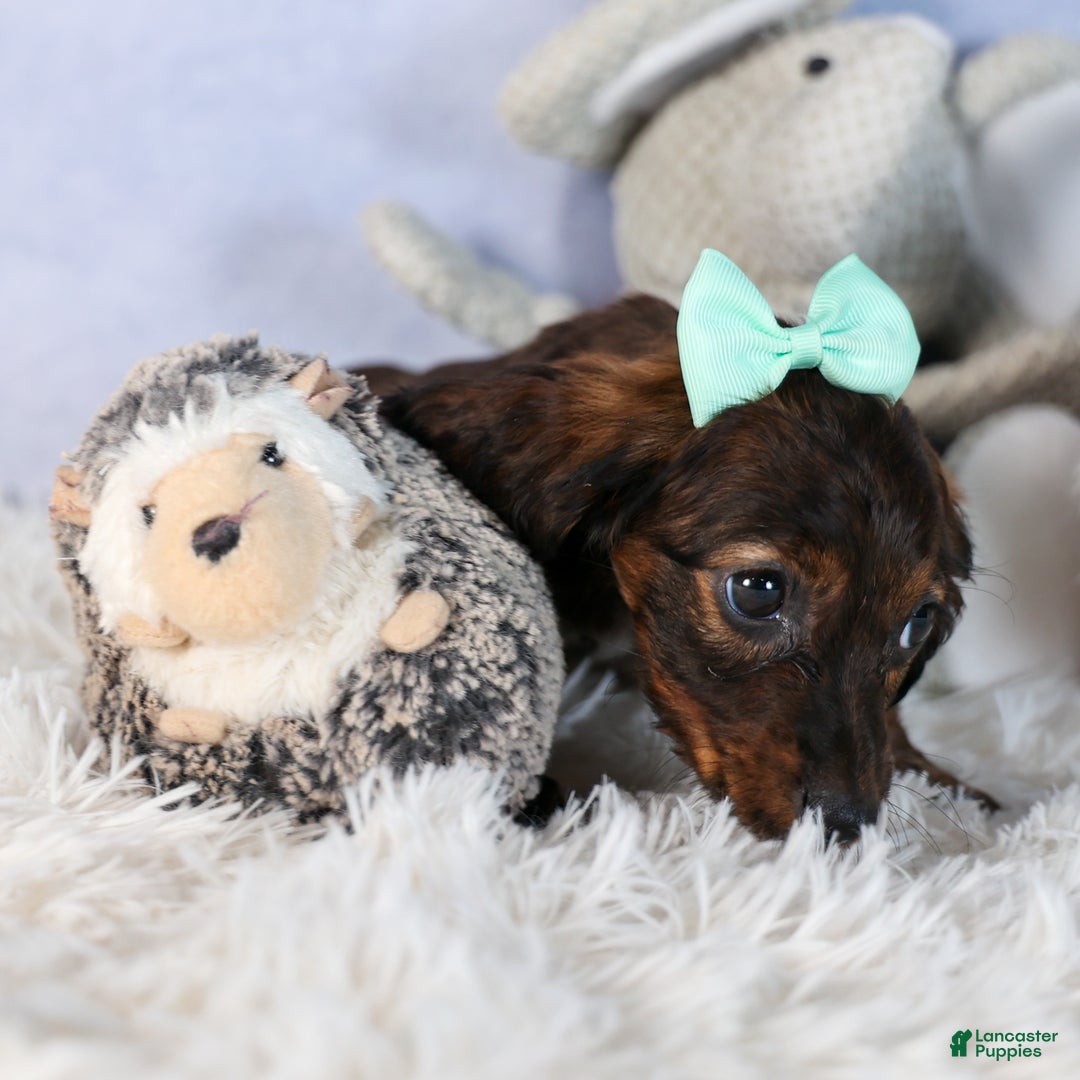 Miniature Dachshund dogs for sale: Cleo - Ad 2