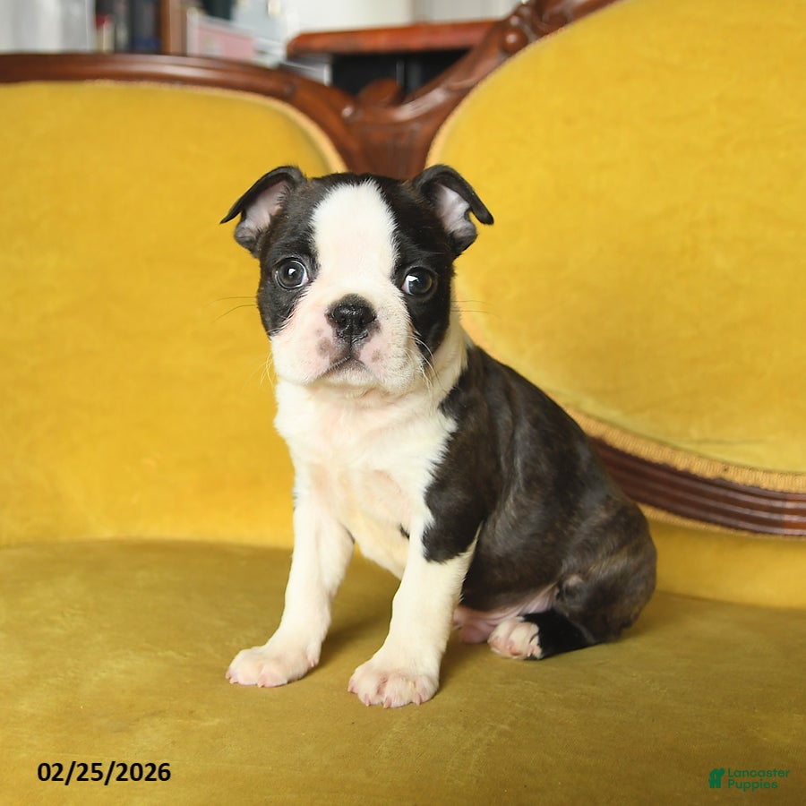 Boston Terrier dogs Romeo - Ad 1