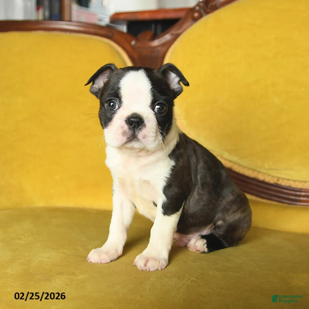 Boston Terrier dogs for sale: Romeo - Ad 1