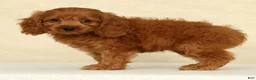 Cockapoo dogs for sale: Autumn - Ad 5