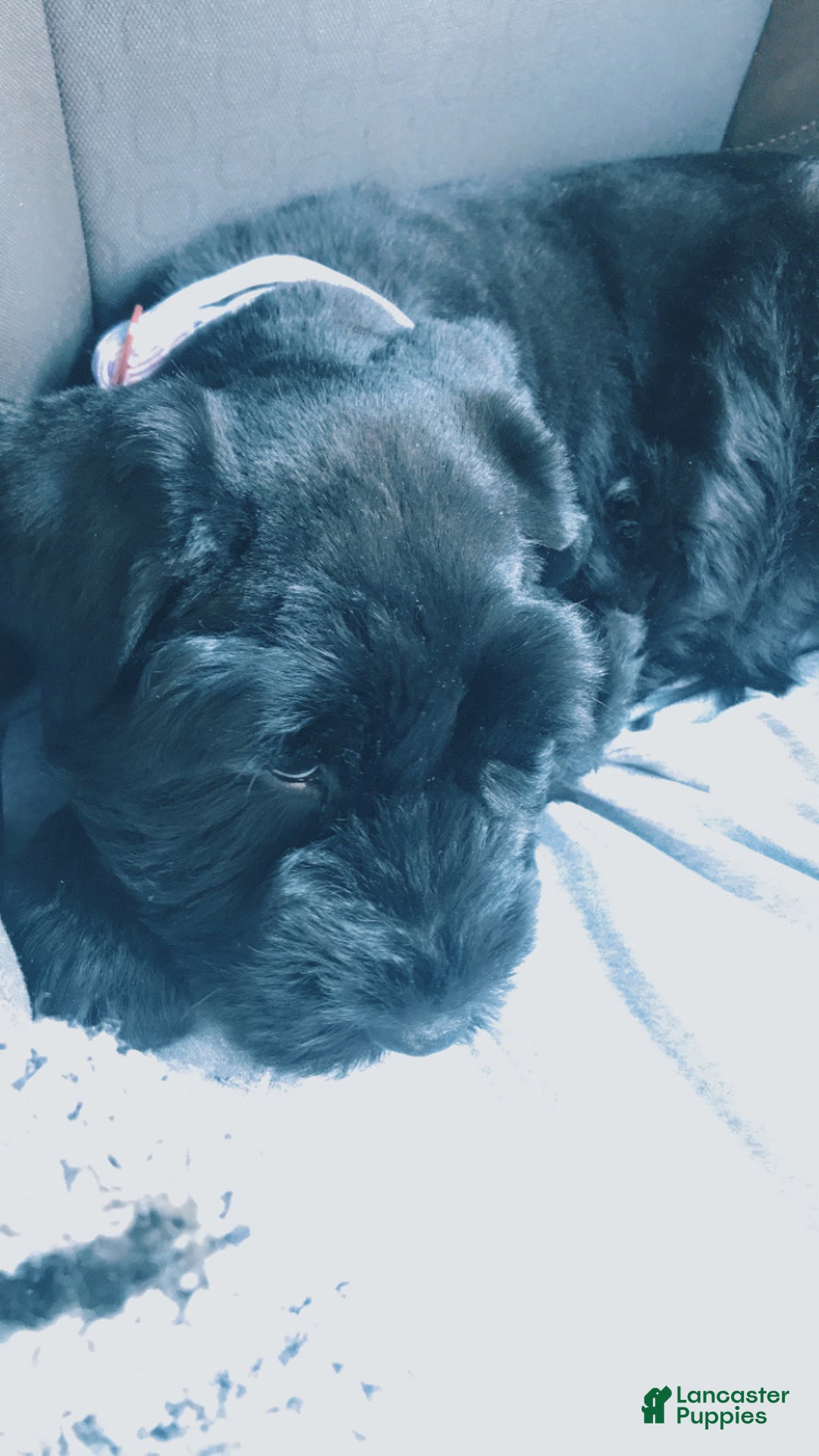 Giant Schnauzer dogs for sale: Giant Schnauzer Puppy 2 - Ad 6