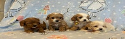 Cavapoo dogs for sale: Bill - Ad 12