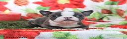 Boston Terrier dogs for sale: Hazel - Ad 2