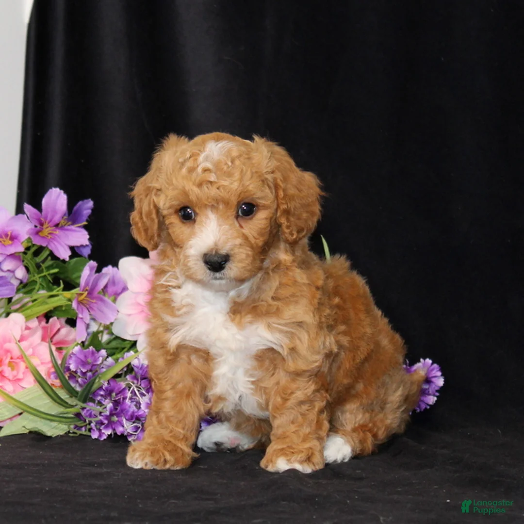 Bichpoo dogs for sale: BJ's Princeton - Ad 2